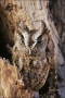 Eastern-Screech-Owl;Screech-Owl;Otus-asio;one-animal;close-up;color-image;nobody